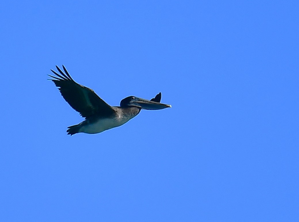 Brown Pelican - ML644242137
