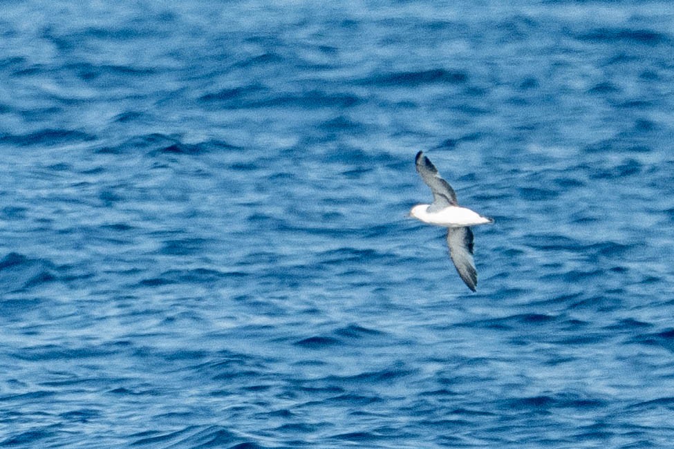 Black-vented Shearwater - ML644242141