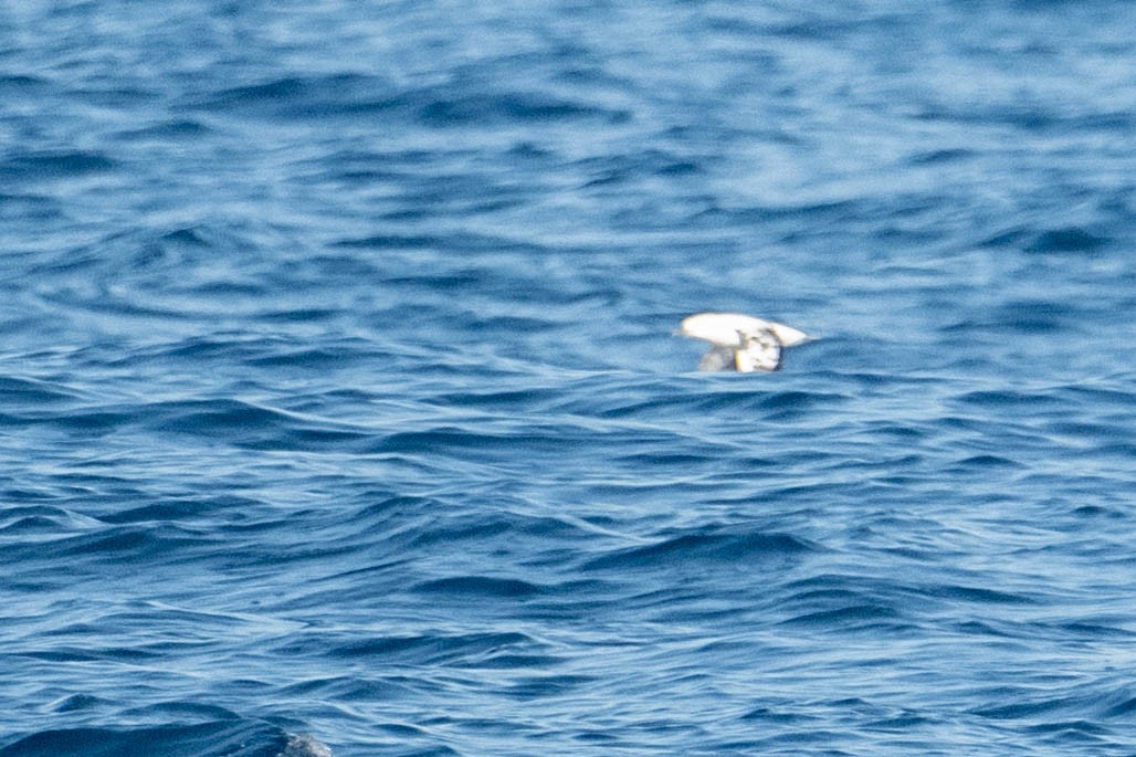Black-vented Shearwater - ML644242146