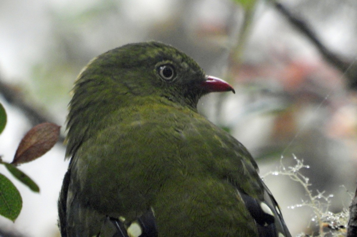 Barred Fruiteater - ML644242147