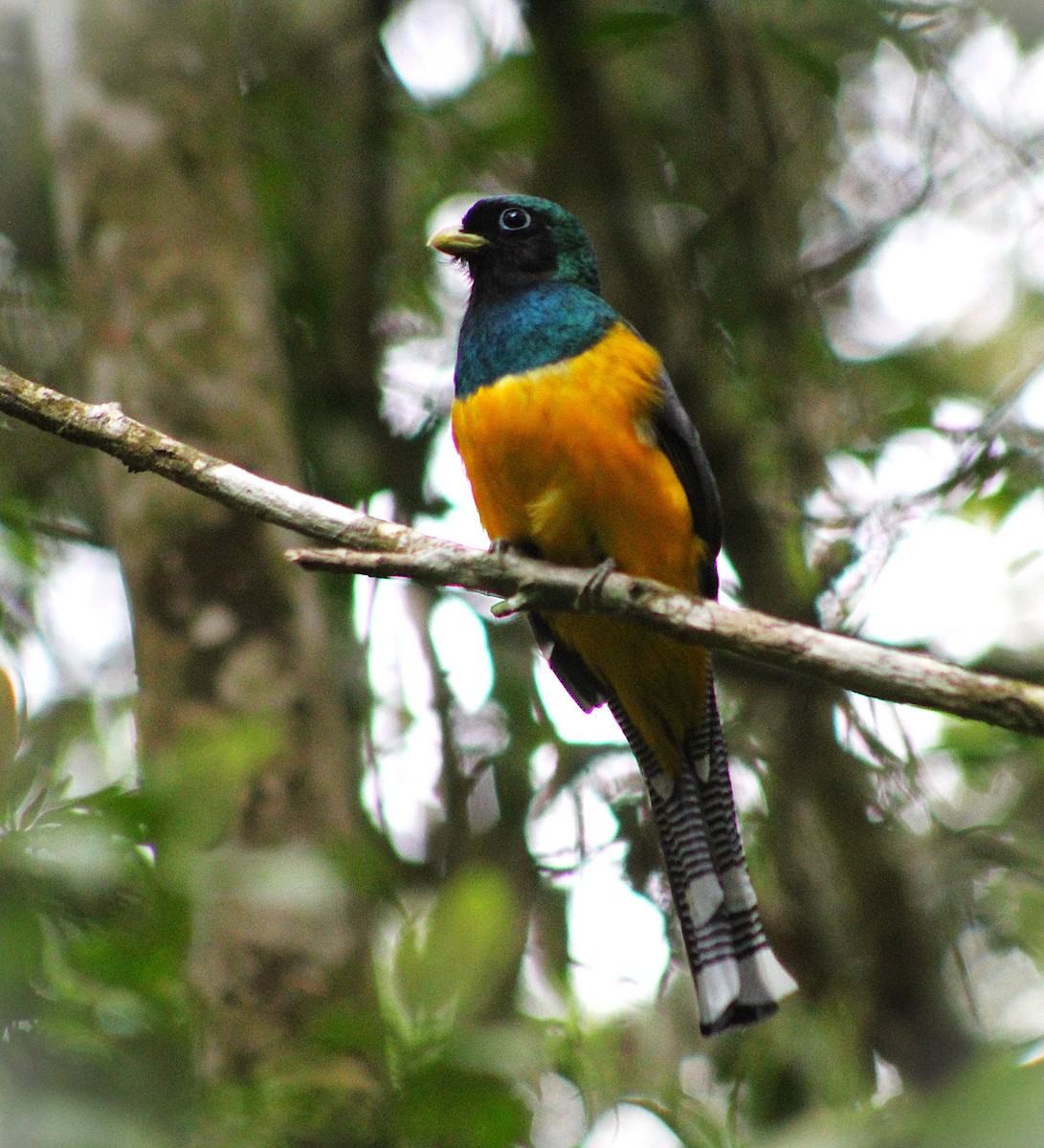 Atlantic Black-throated Trogon - ML644242148