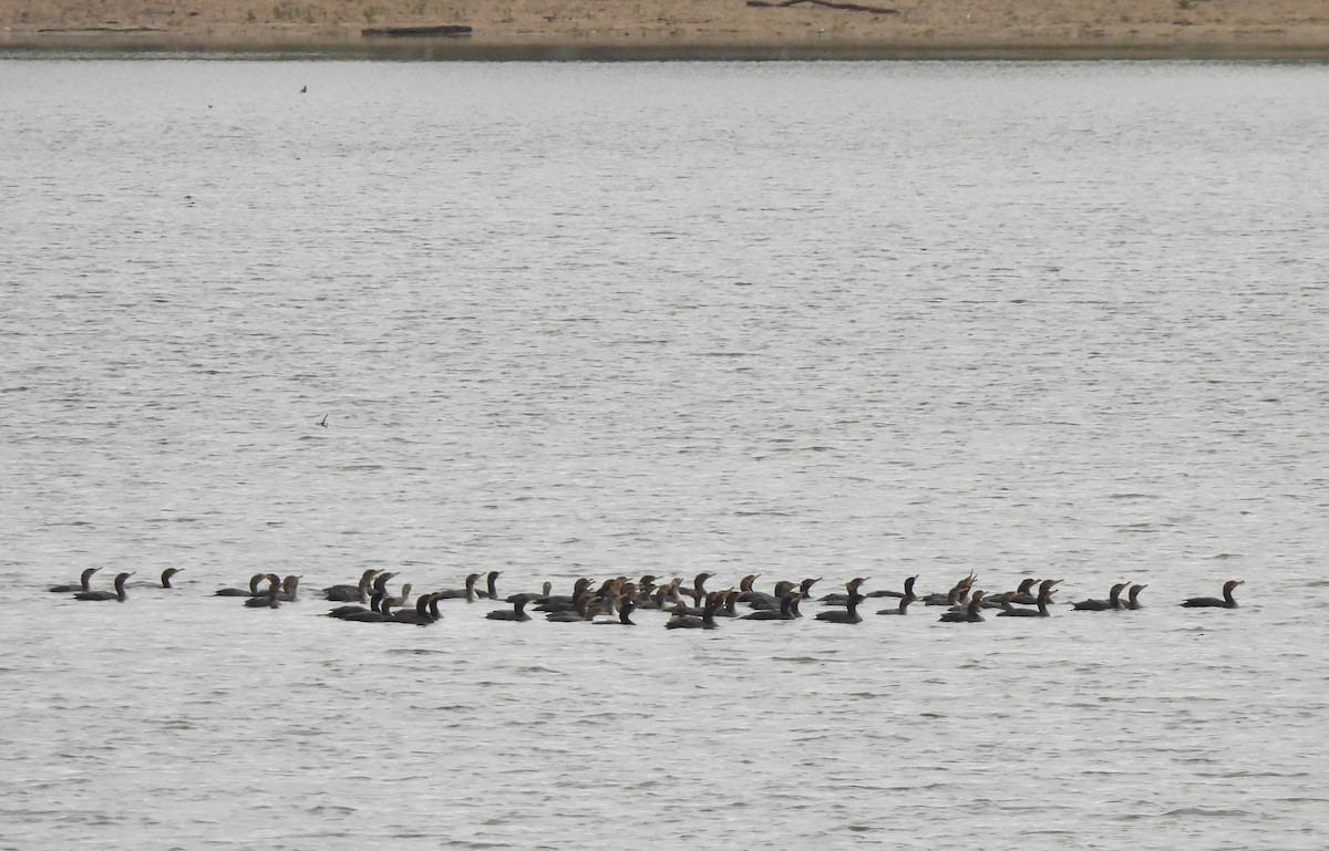 Double-crested Cormorant - ML644242149