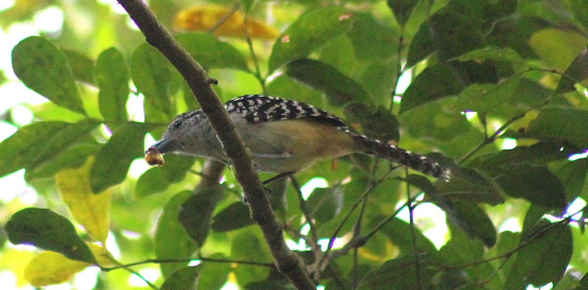 Spot-backed Antshrike - ML644242150