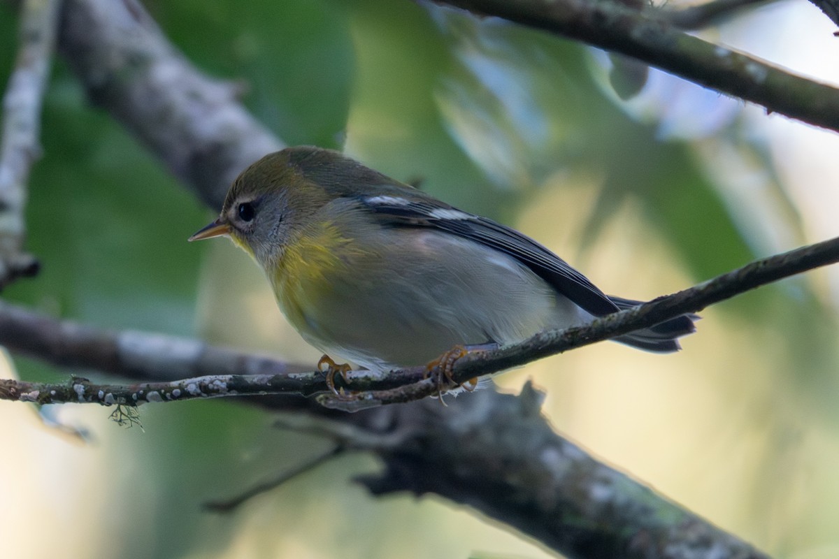 Northern Parula - ML644242155