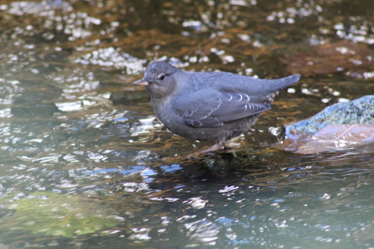 American Dipper - ML644242156