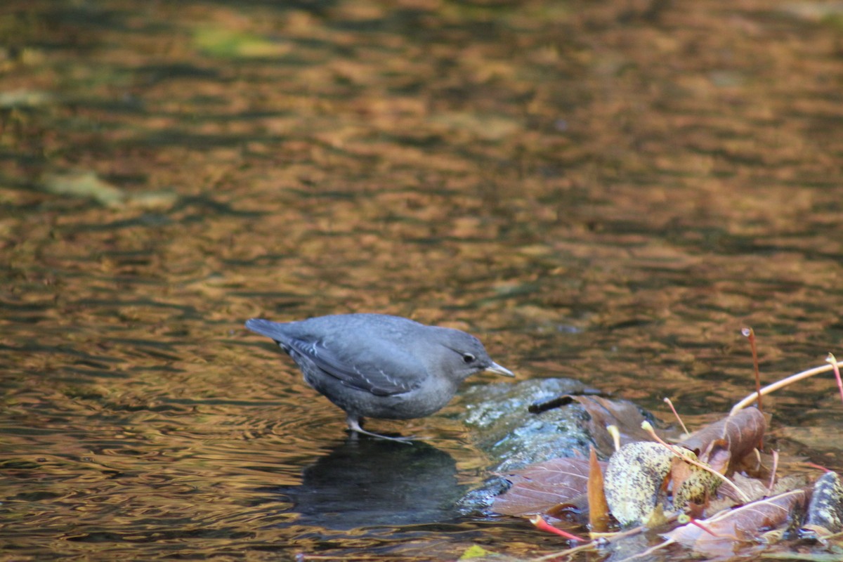 American Dipper - ML644242157