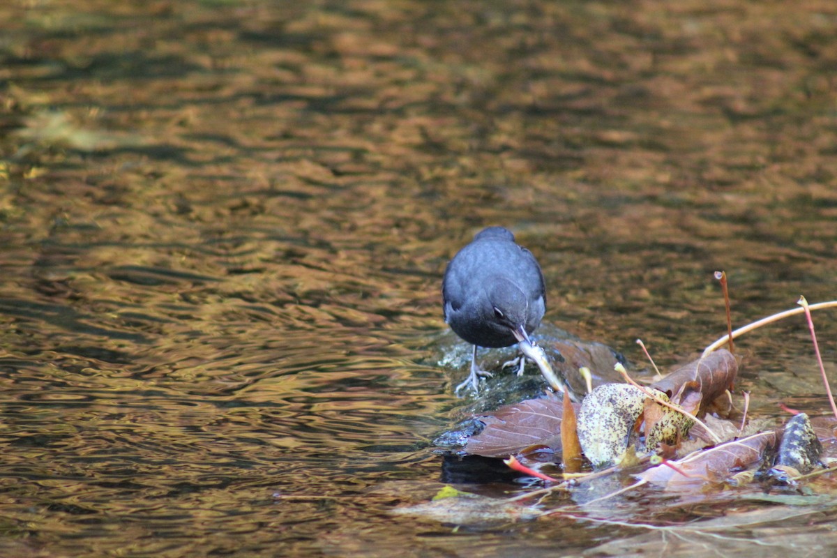 American Dipper - ML644242158