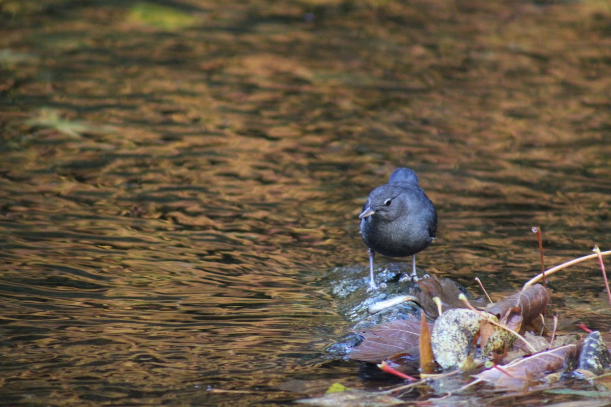 American Dipper - ML644242159