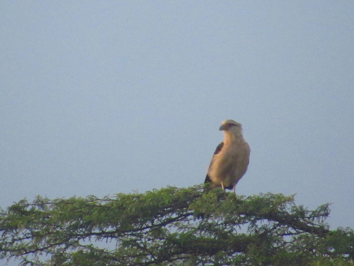 Yellow-headed Caracara - ML644242160