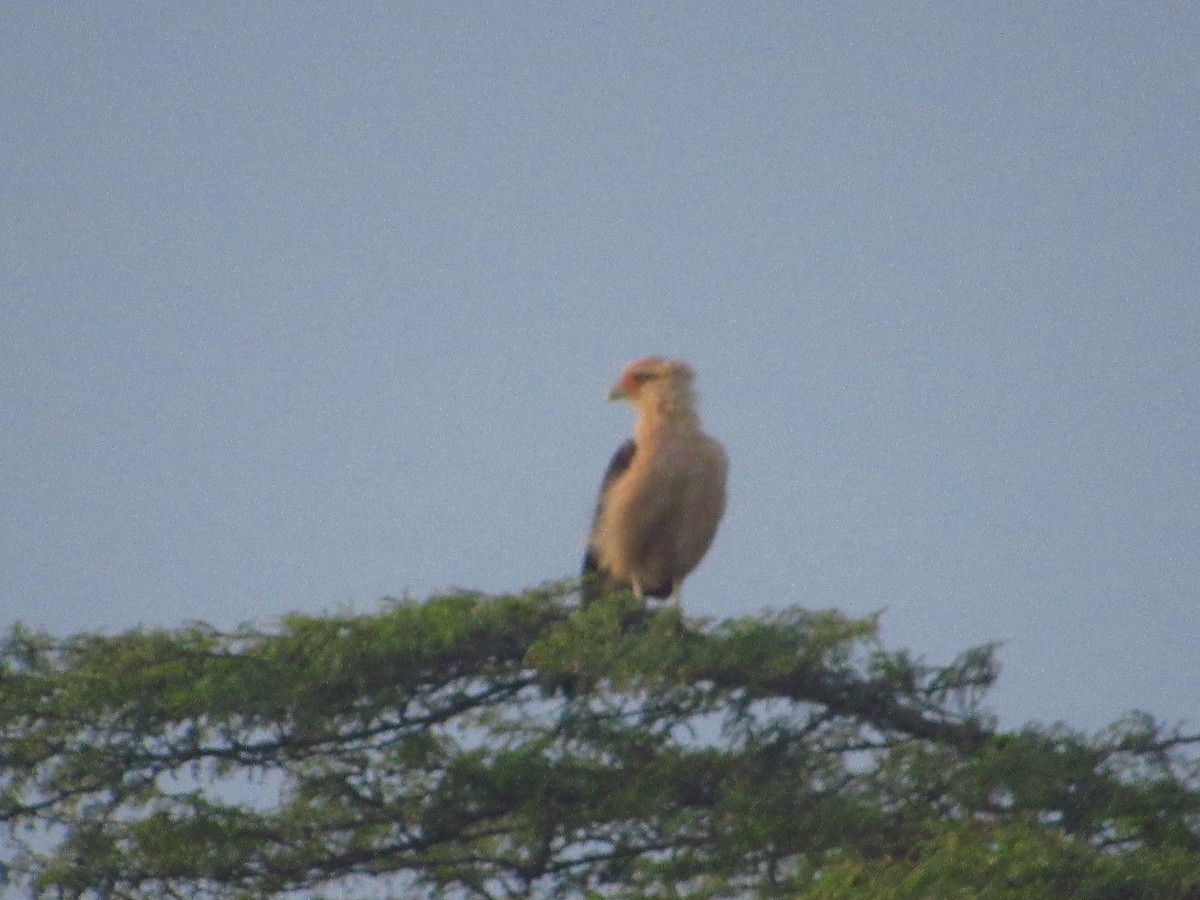 Yellow-headed Caracara - ML644242161