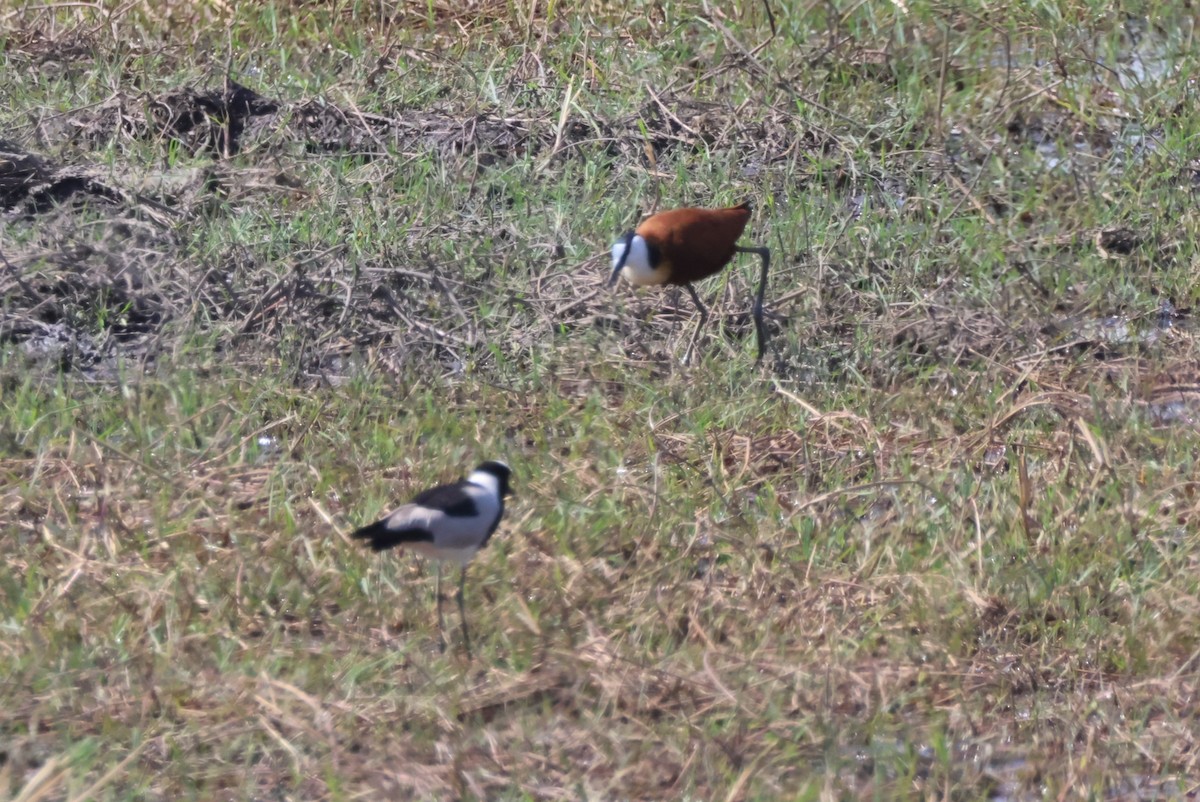 Blacksmith Lapwing - ML644242162