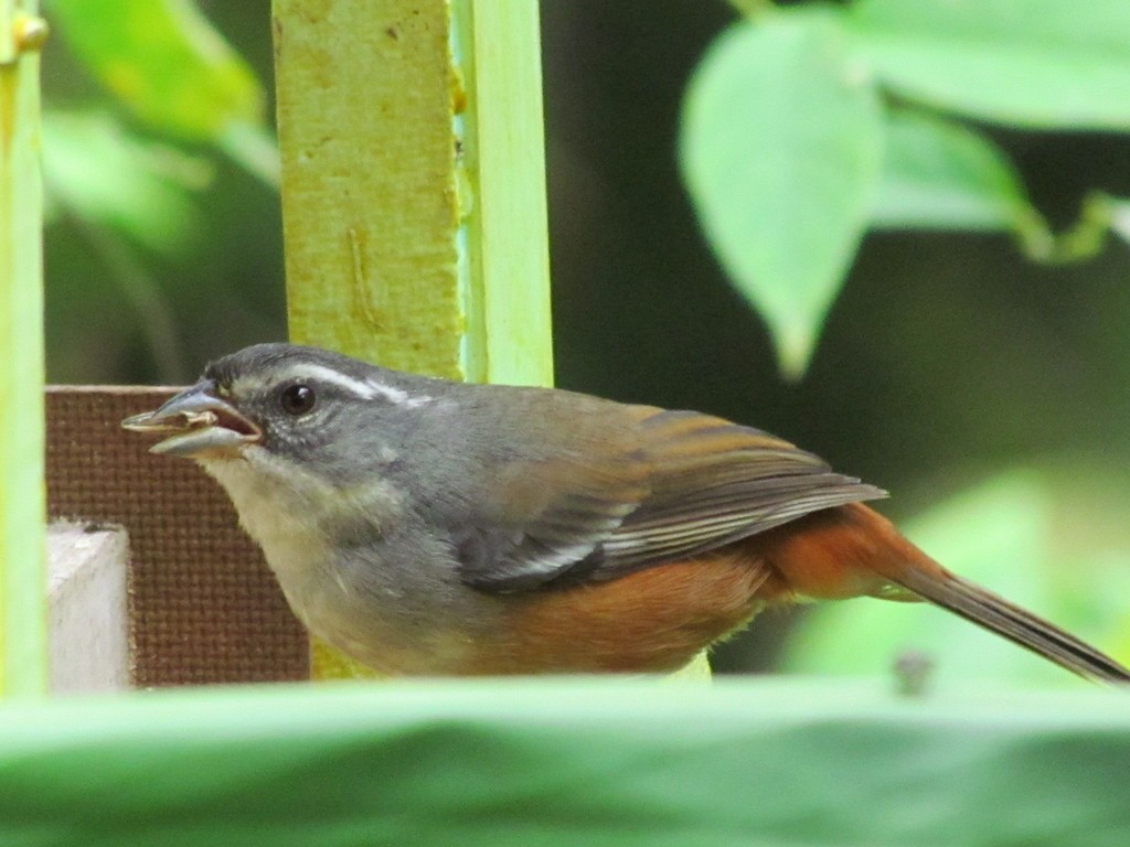 Gray-throated Warbling Finch - ML644242163