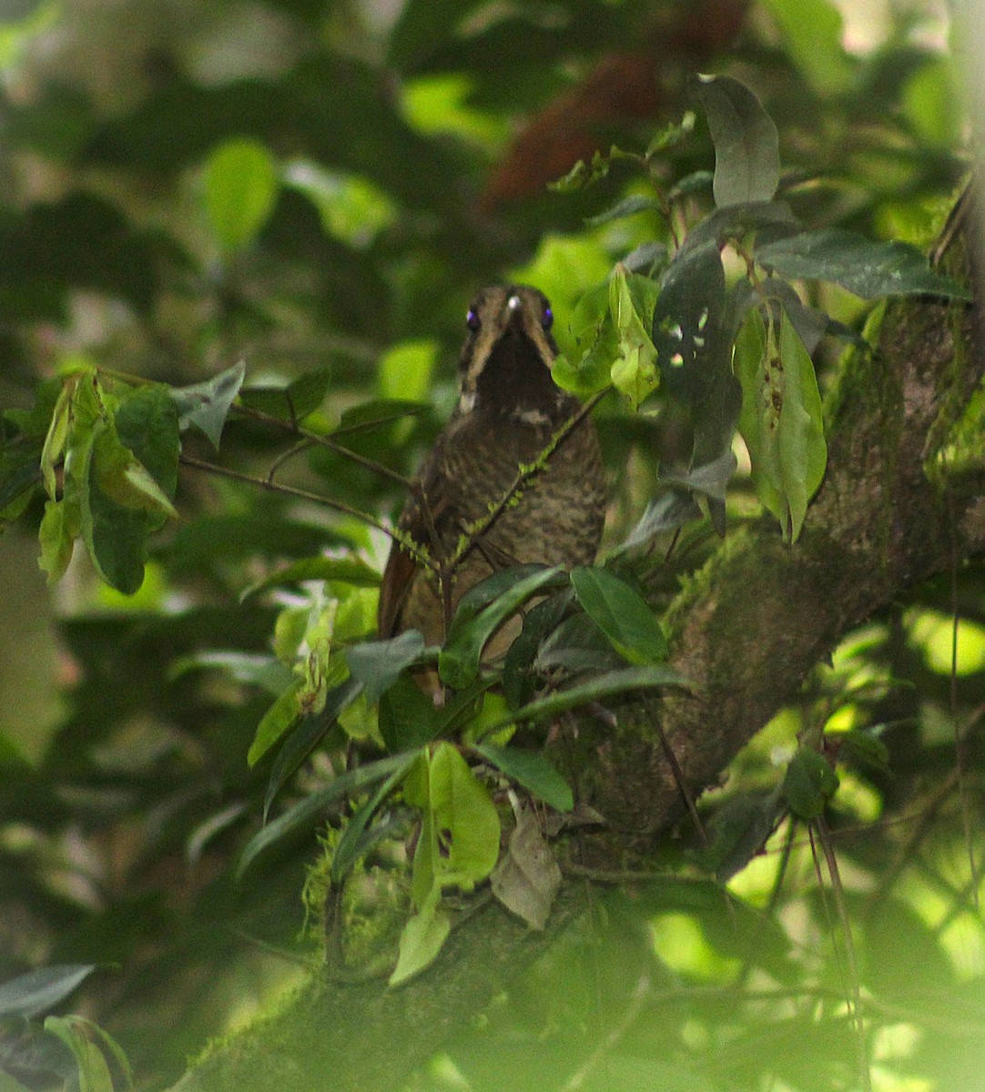 Variegated Antpitta - ML644242168
