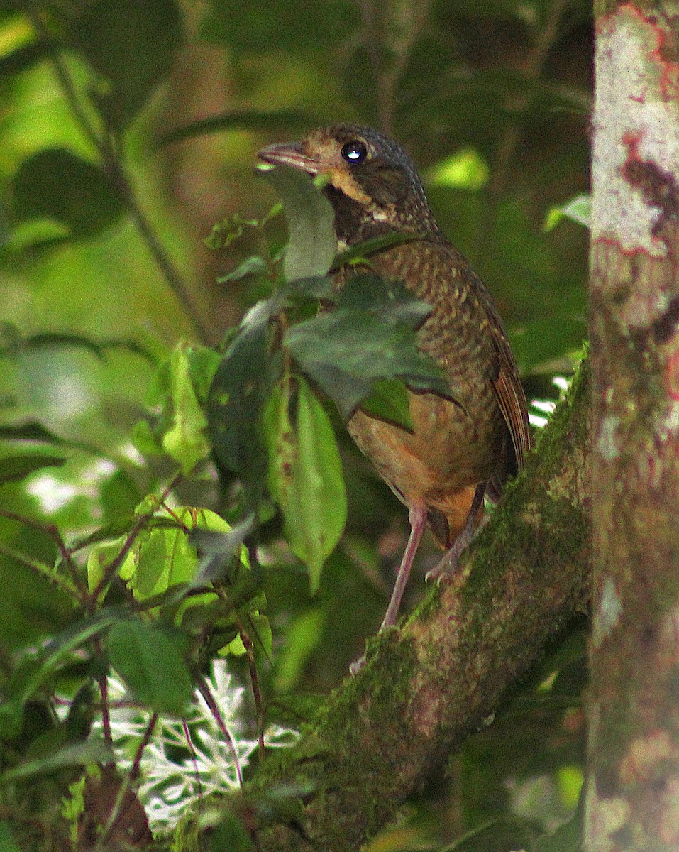 Variegated Antpitta - ML644242169