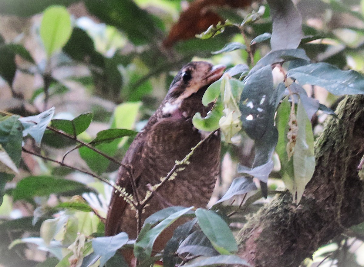 Variegated Antpitta - ML644242170