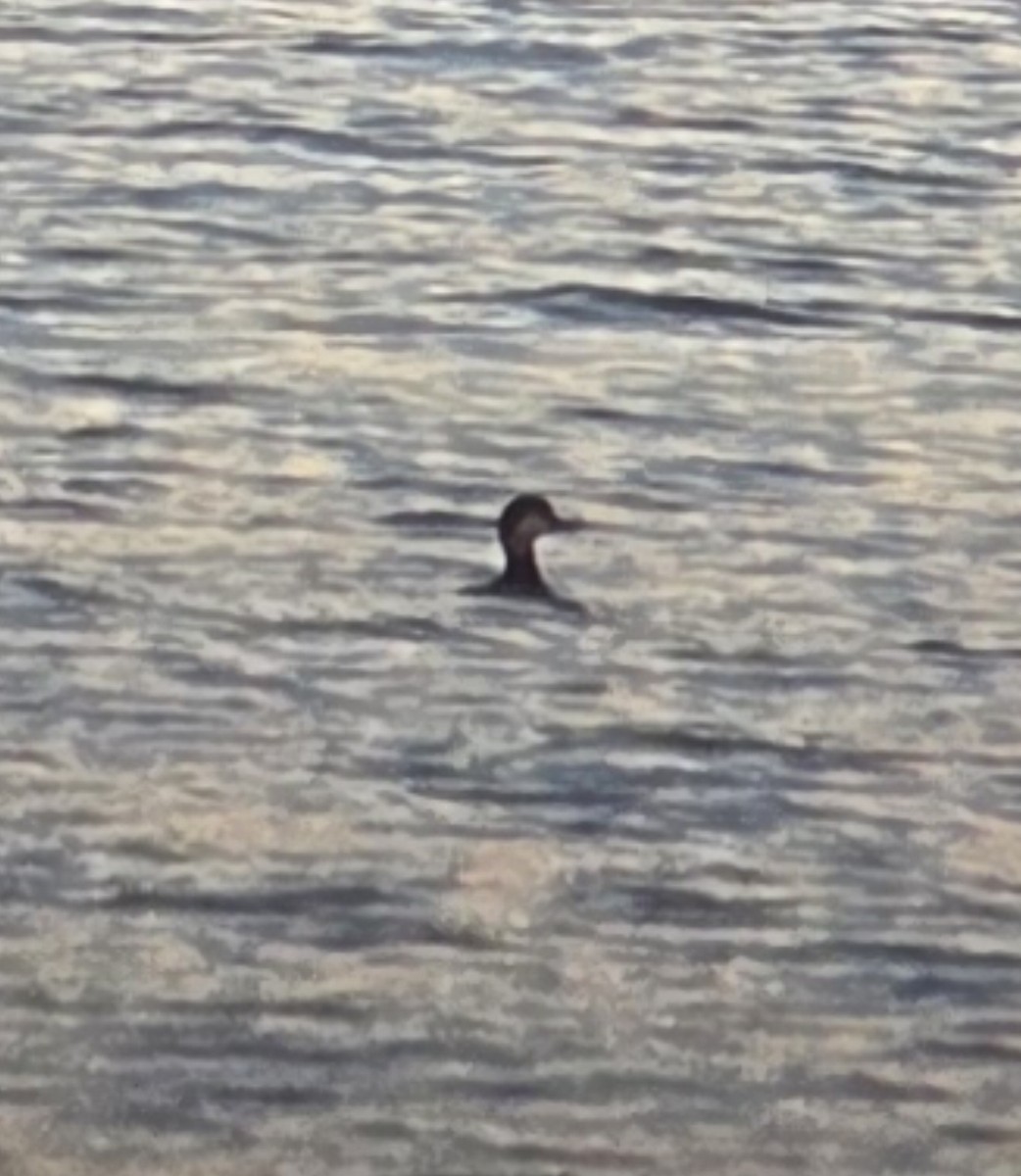 Black Scoter - ML644242171