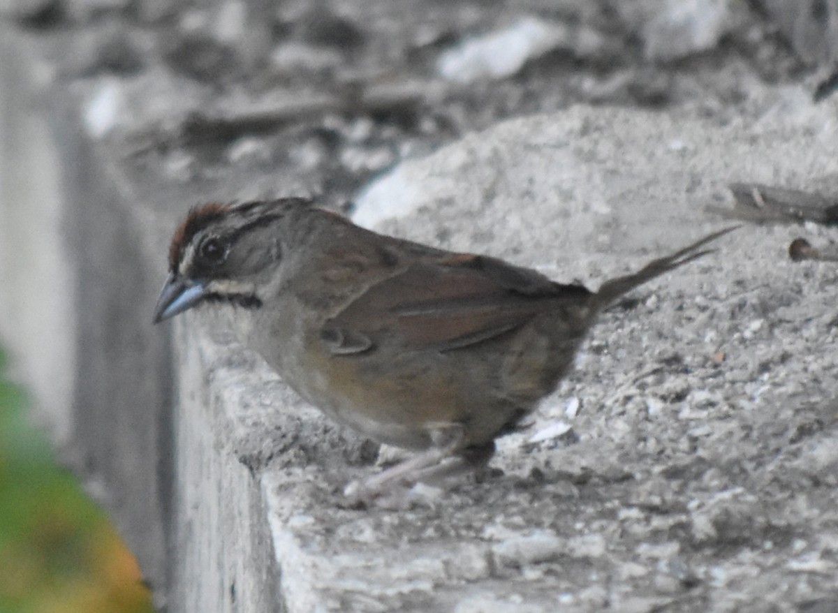 Rusty Sparrow - ML644242203