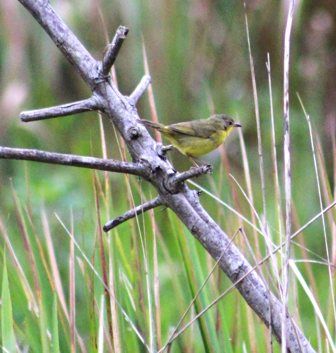 Southern Yellowthroat - ML644242204