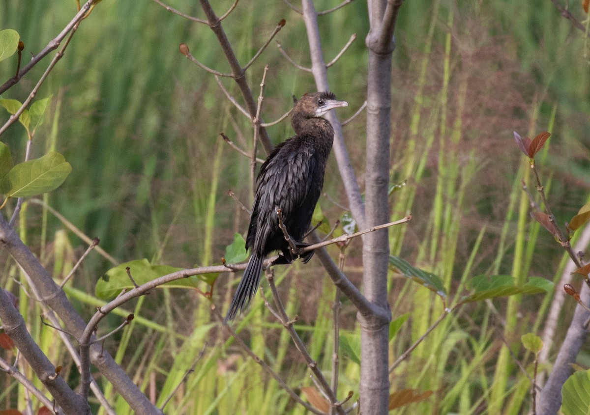 アジアコビトウ - ML644242206