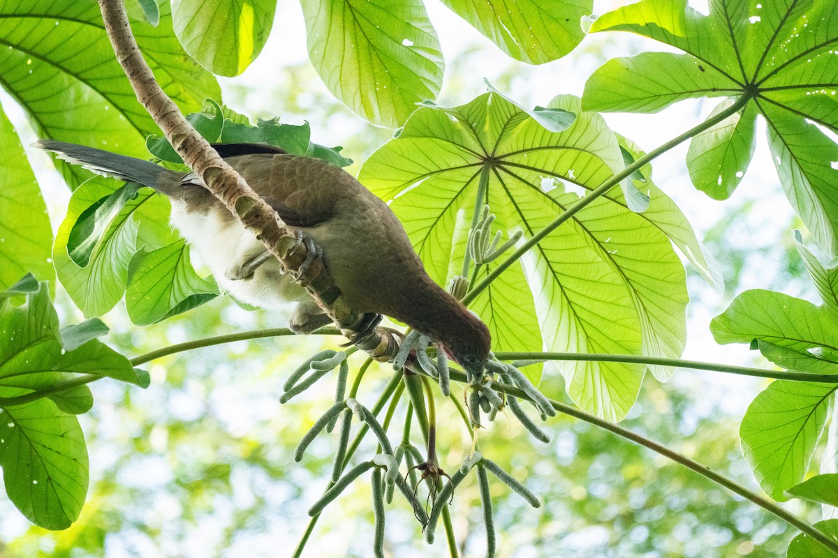 Chestnut-winged Chachalaca - ML644242219