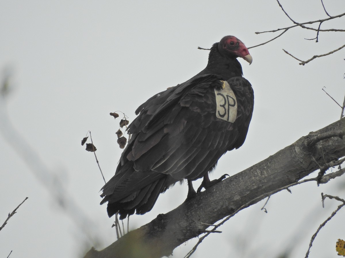 Turkey Vulture - ML644242225