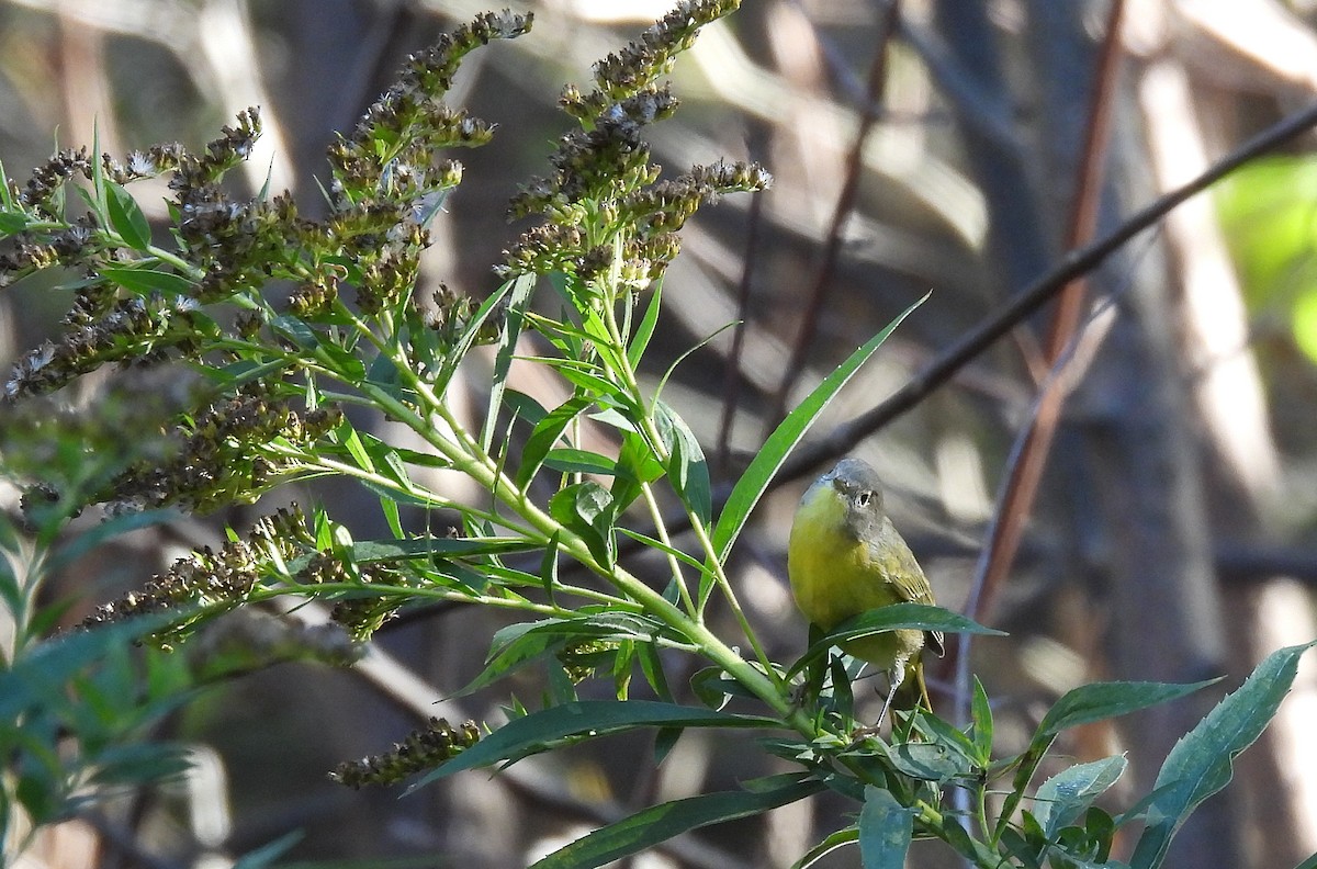 lesňáček rezavokorunkatý - ML644242226