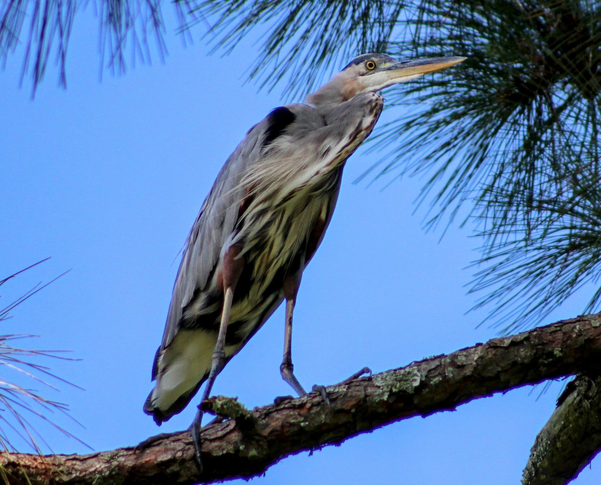 Great Blue Heron - ML644242232