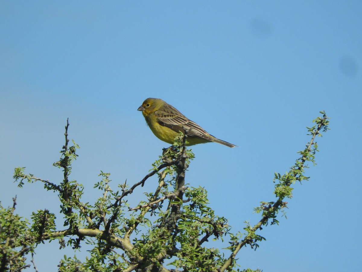 Grassland Yellow-Finch - ML644242237
