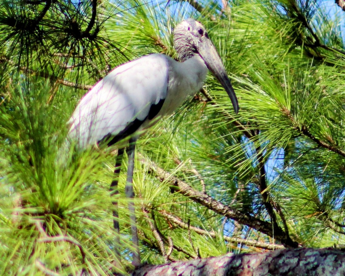 Wood Stork - ML644242249