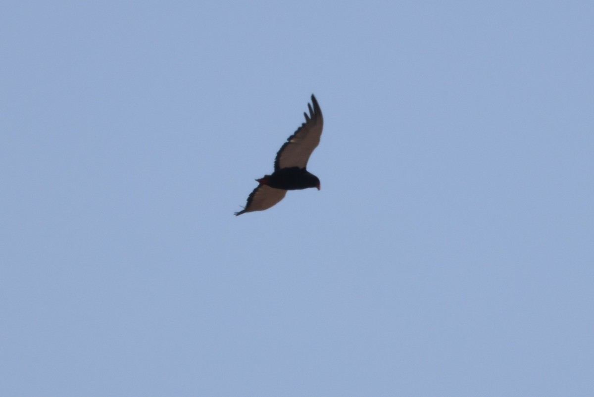 Bateleur des savanes - ML644242252