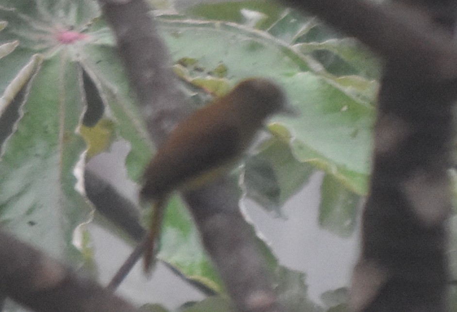 Bright-rumped Attila - ML644242260