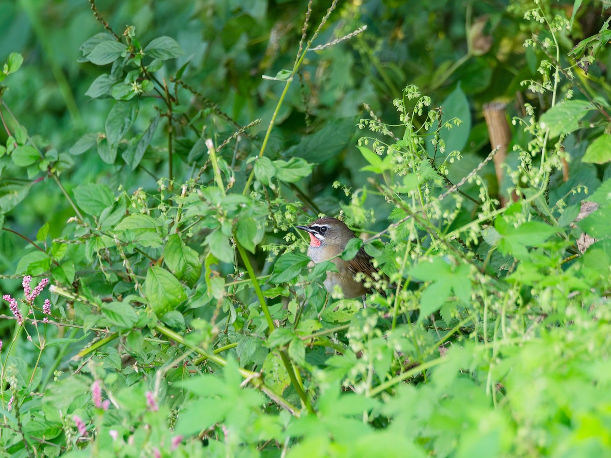 ノゴマ - ML644242271