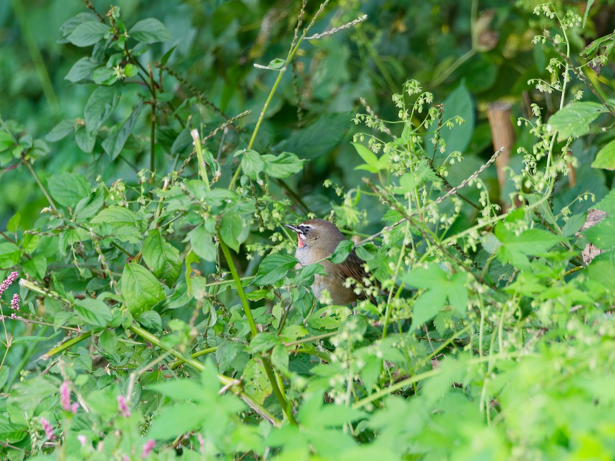 ノゴマ - ML644242273