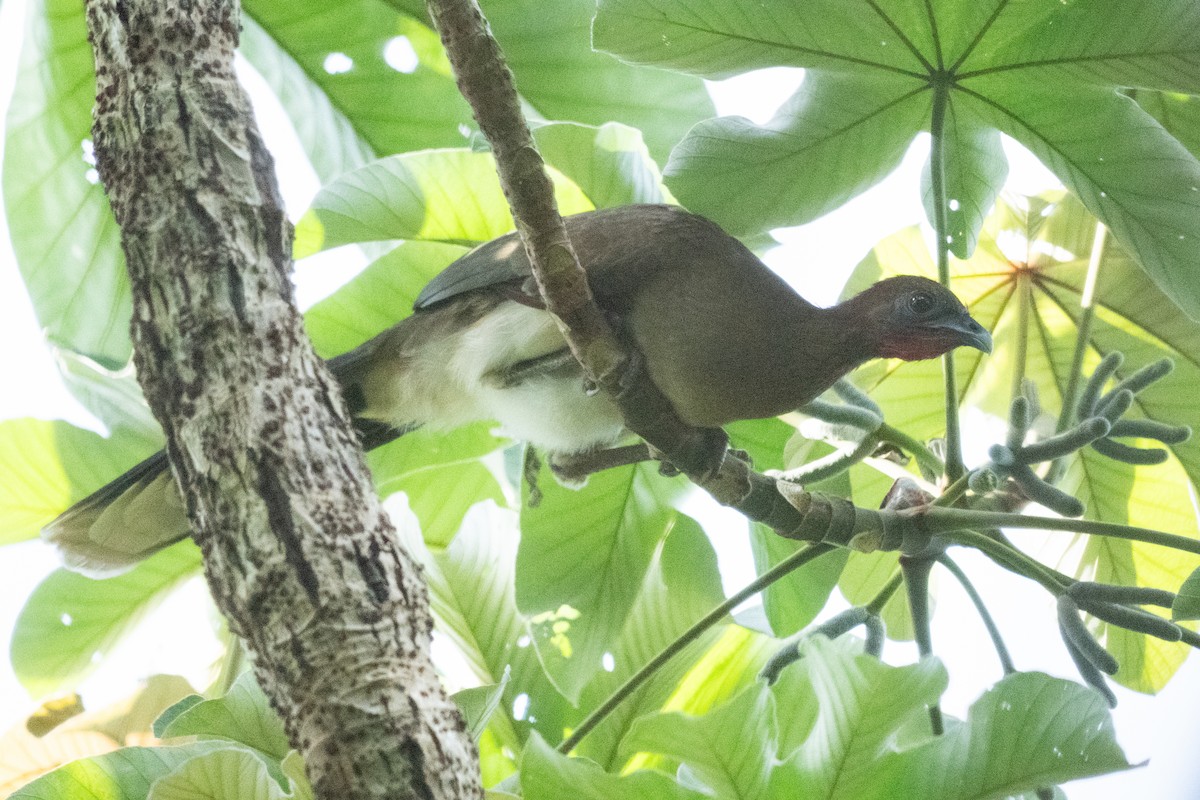 Chestnut-winged Chachalaca - ML644242274