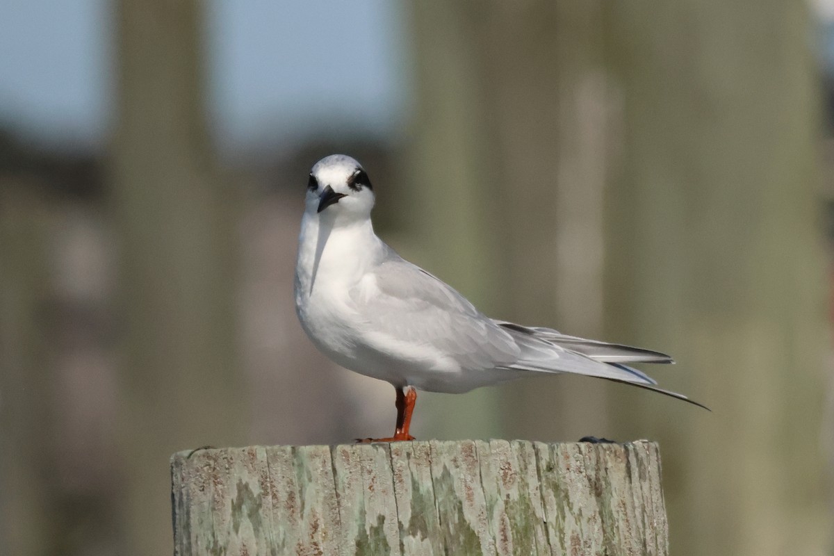 メリケンアジサシ - ML644242286