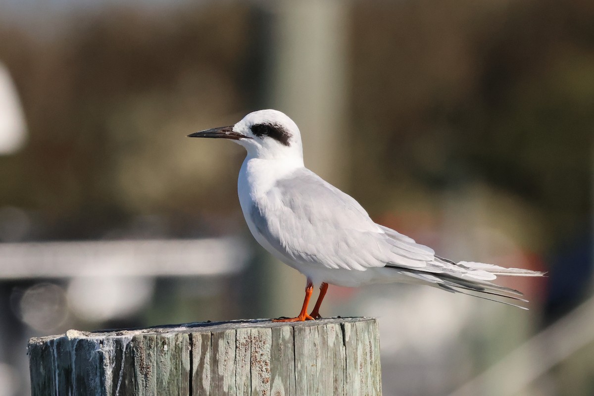 メリケンアジサシ - ML644242287