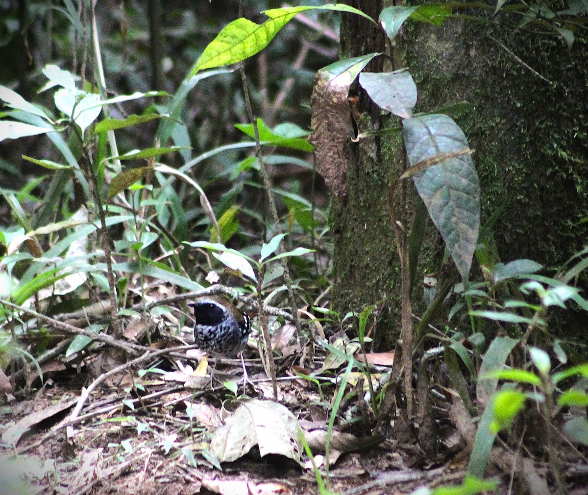 Hormiguero Escamoso - ML644242291