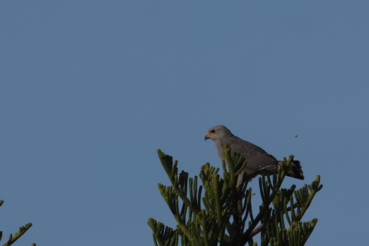 Канюк мексиканський - ML644242292