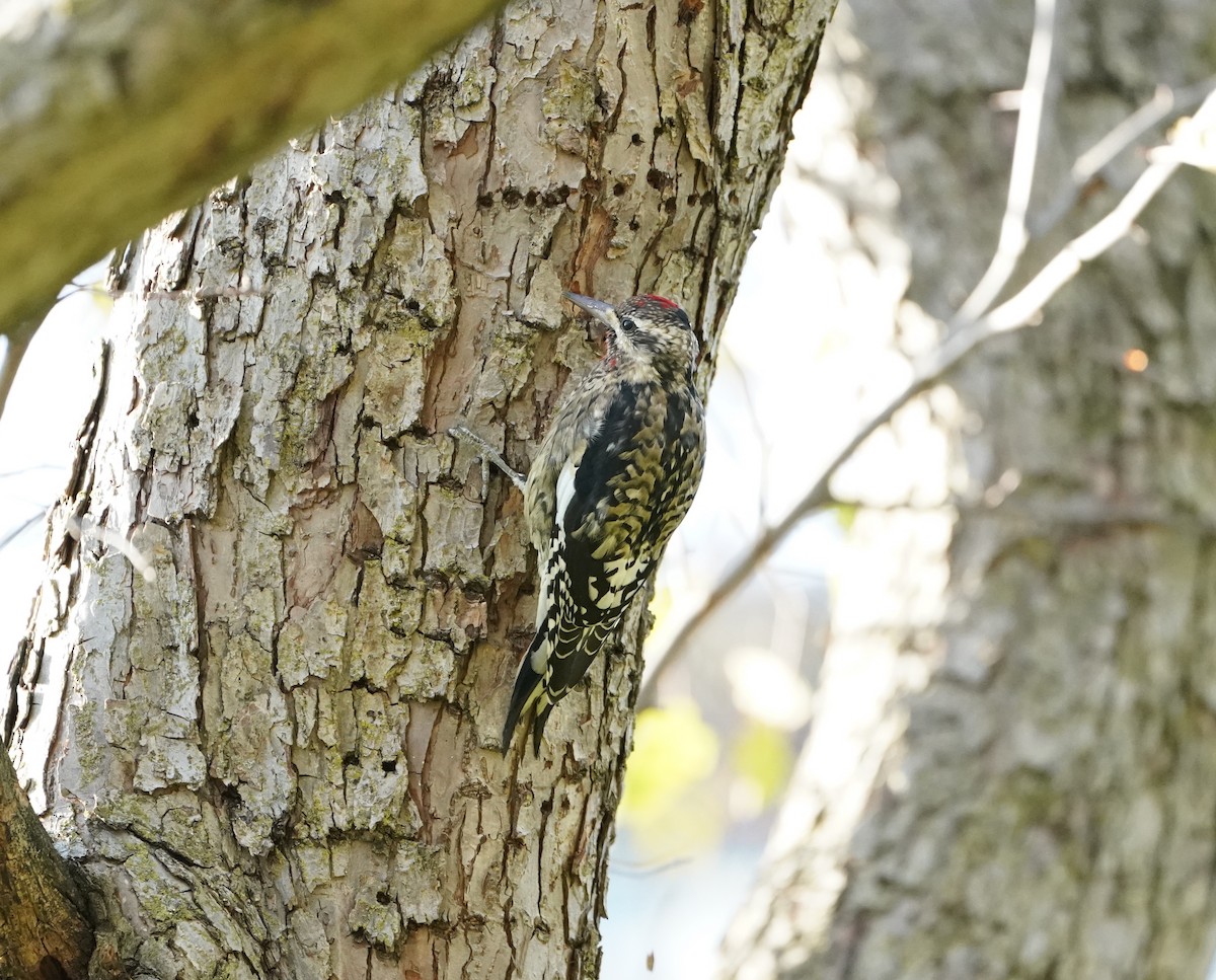 Yellow-bellied Sapsucker - ML644242293