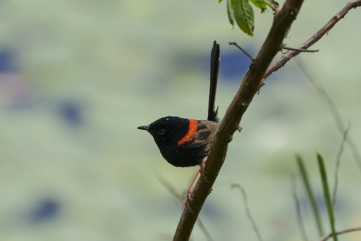Red-backed Fairywren - ML644242295