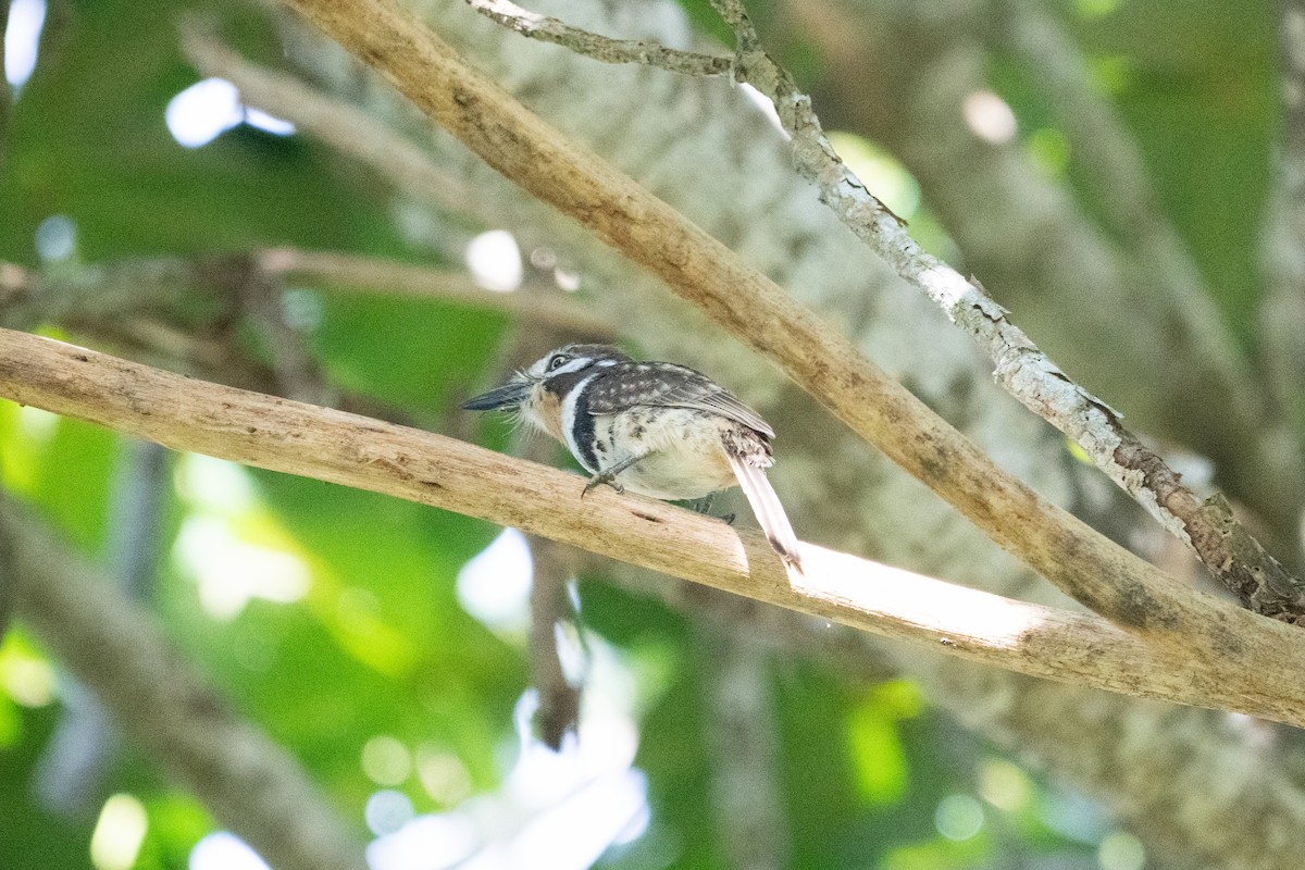 Russet-throated Puffbird - ML644242306