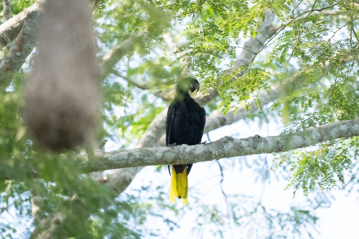 Crested Oropendola - ML644242314