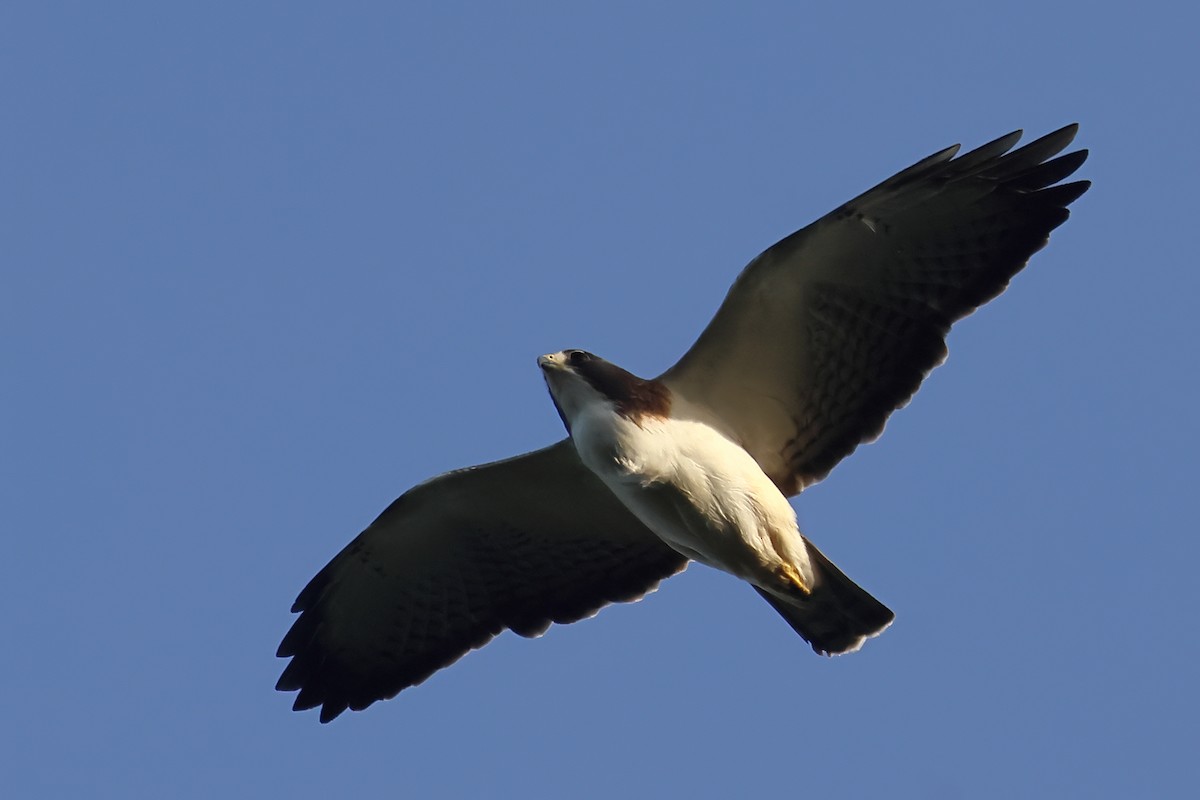 Short-tailed Hawk - ML644242317