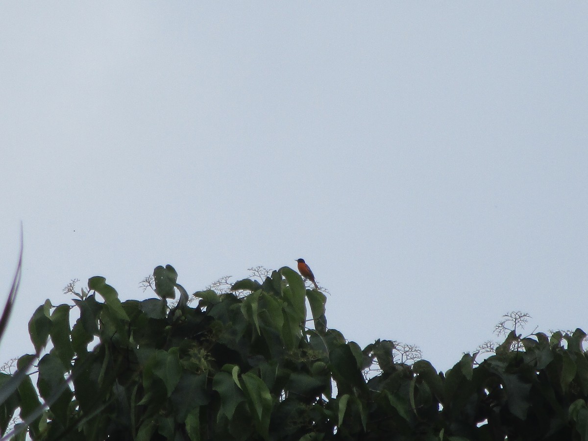 Baltimore Oriole - ML644242335