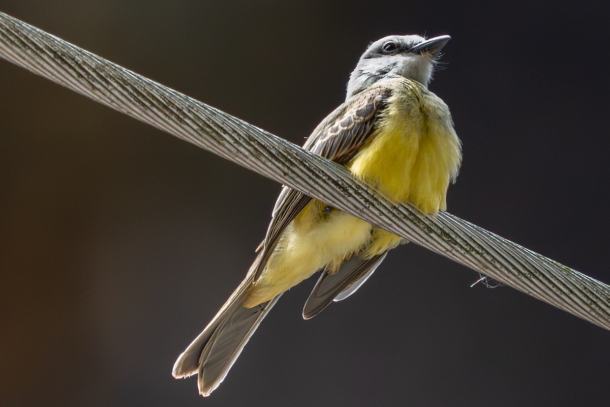 Tropical Kingbird - ML644242343