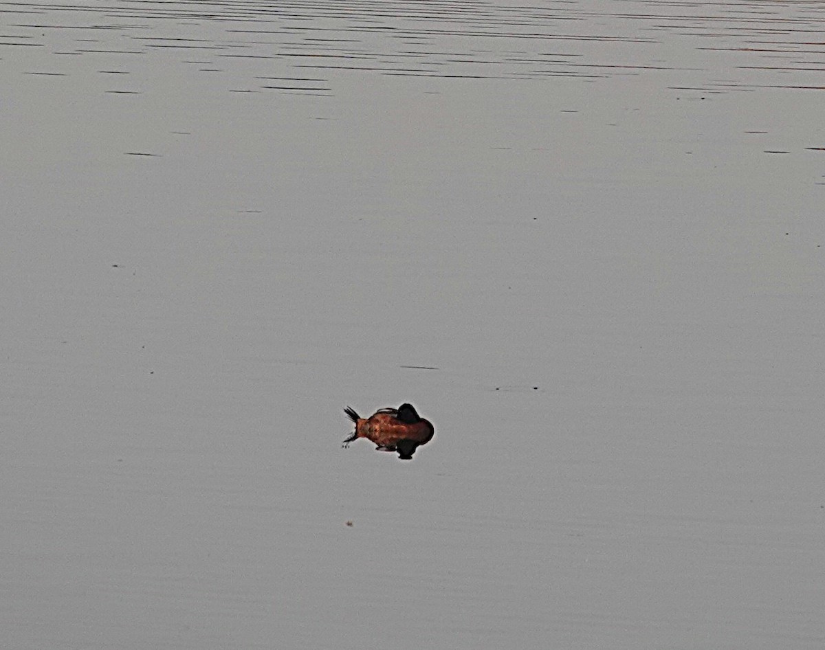 Maccoa Duck - ML644242347