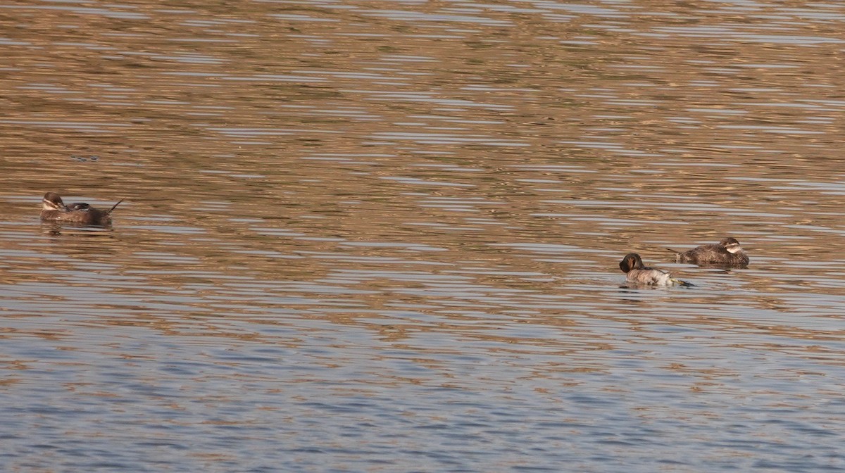 Maccoa Duck - ML644242348