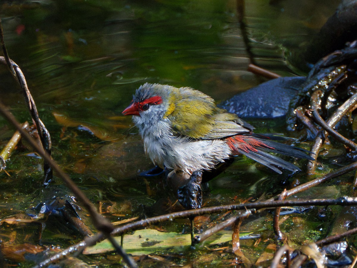 Al Kaşlı Belikınalı - ML644242354