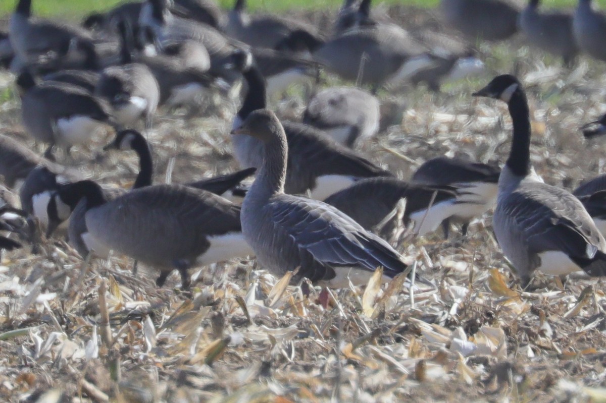Pink-footed Goose - ML644242358
