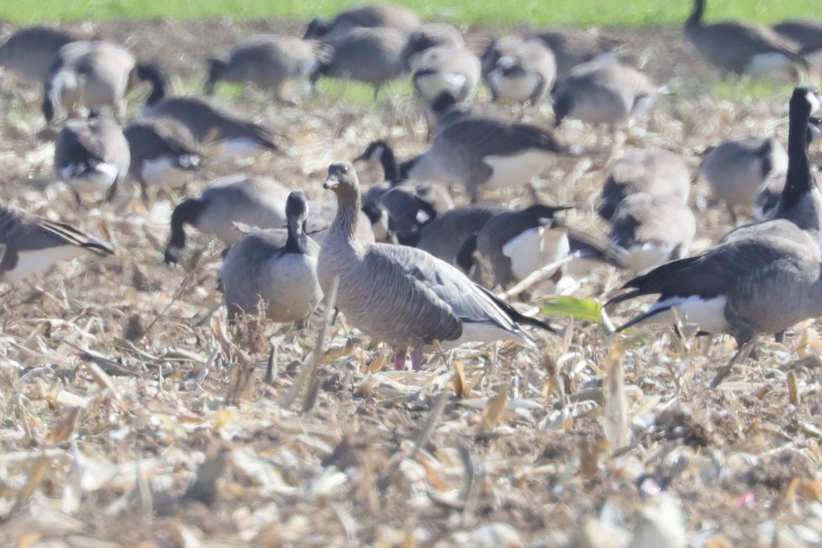 Pink-footed Goose - ML644242359